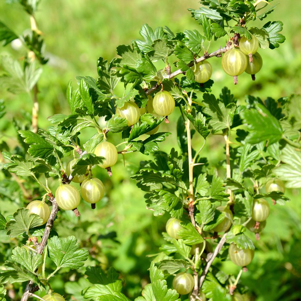Gooseberry Invicta - Ribes uva-crispa
