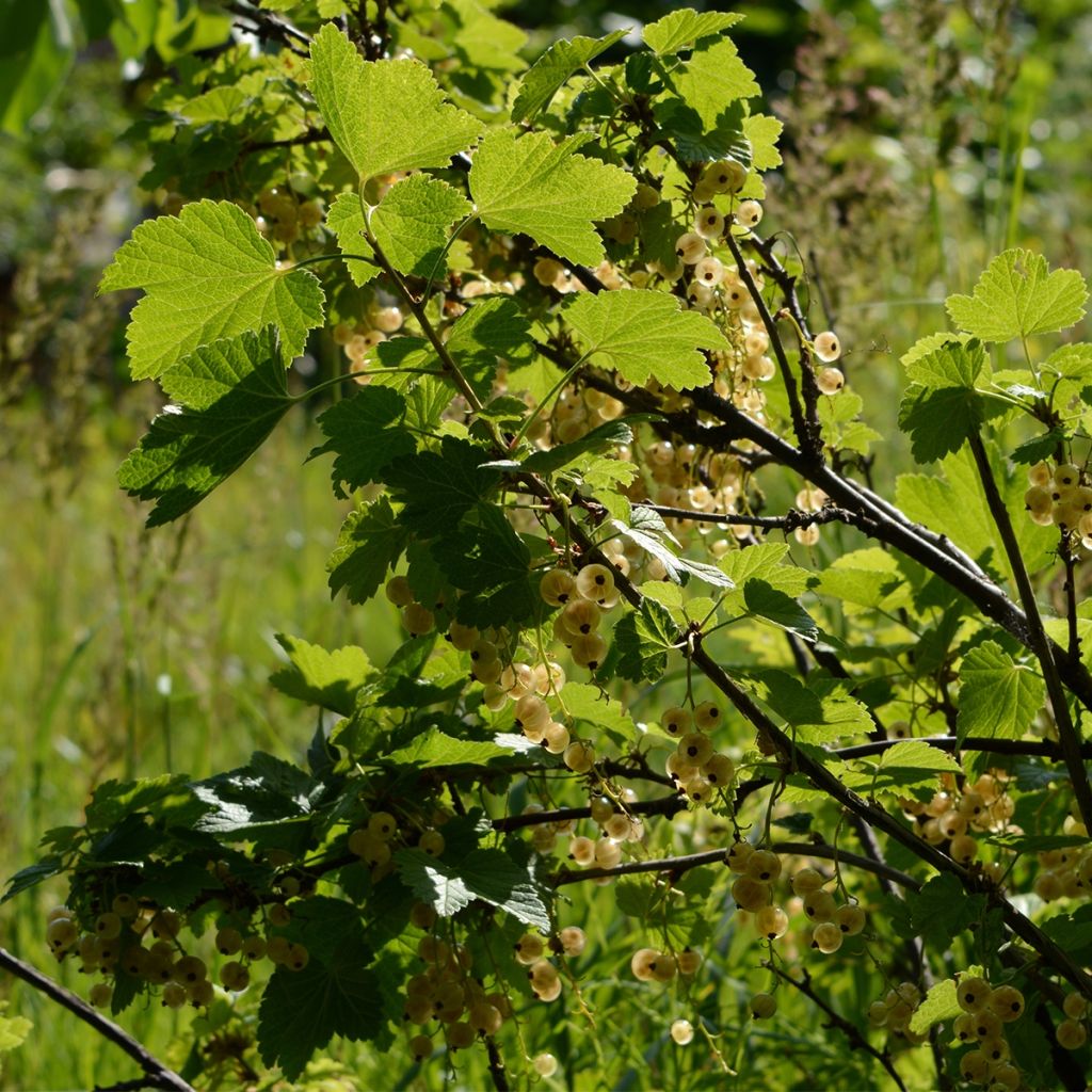 White Currant Witte Parel or White Pearl - Ribes rubrum