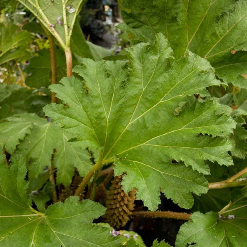 Gunnera manicata - Brazilian Giant-rhubarb
