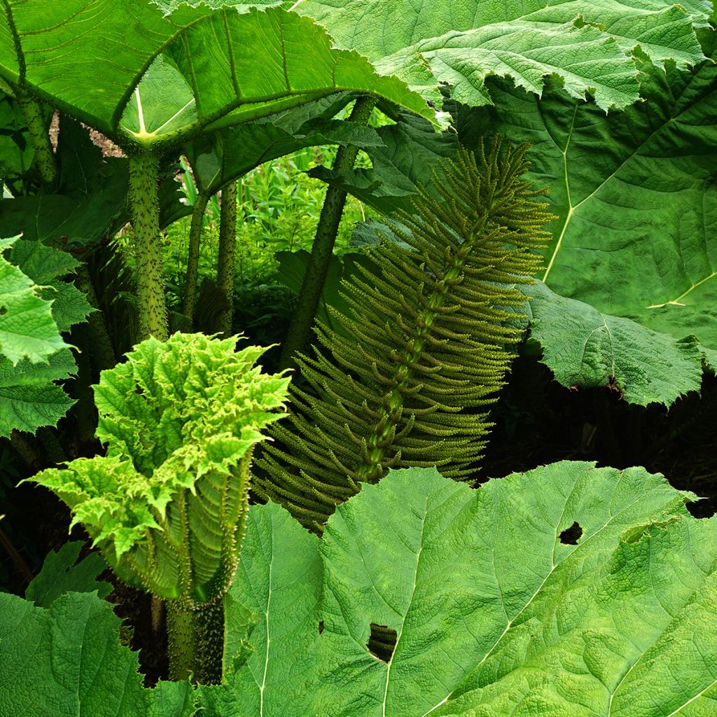 Gunnera manicata - Brazilian Giant-rhubarb