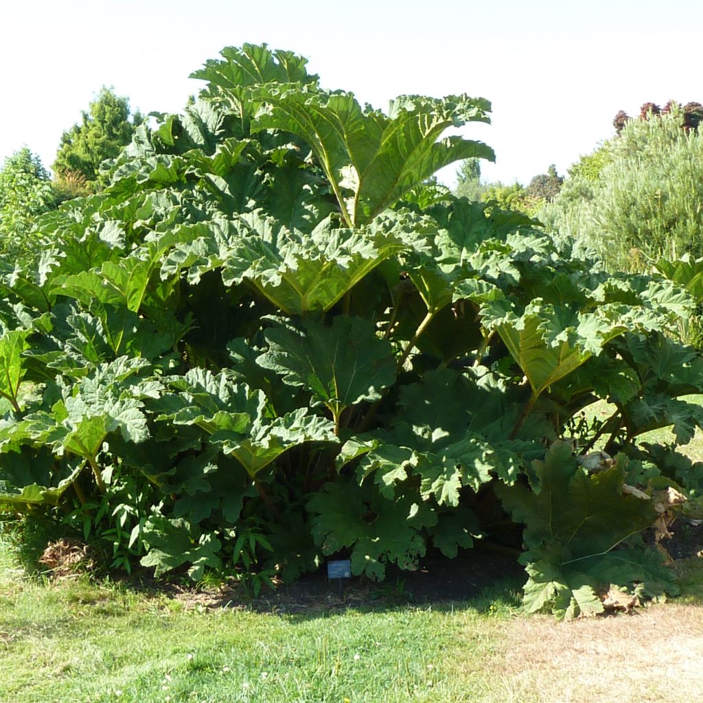 Gunnera tinctoria - Chilean Rhubarb