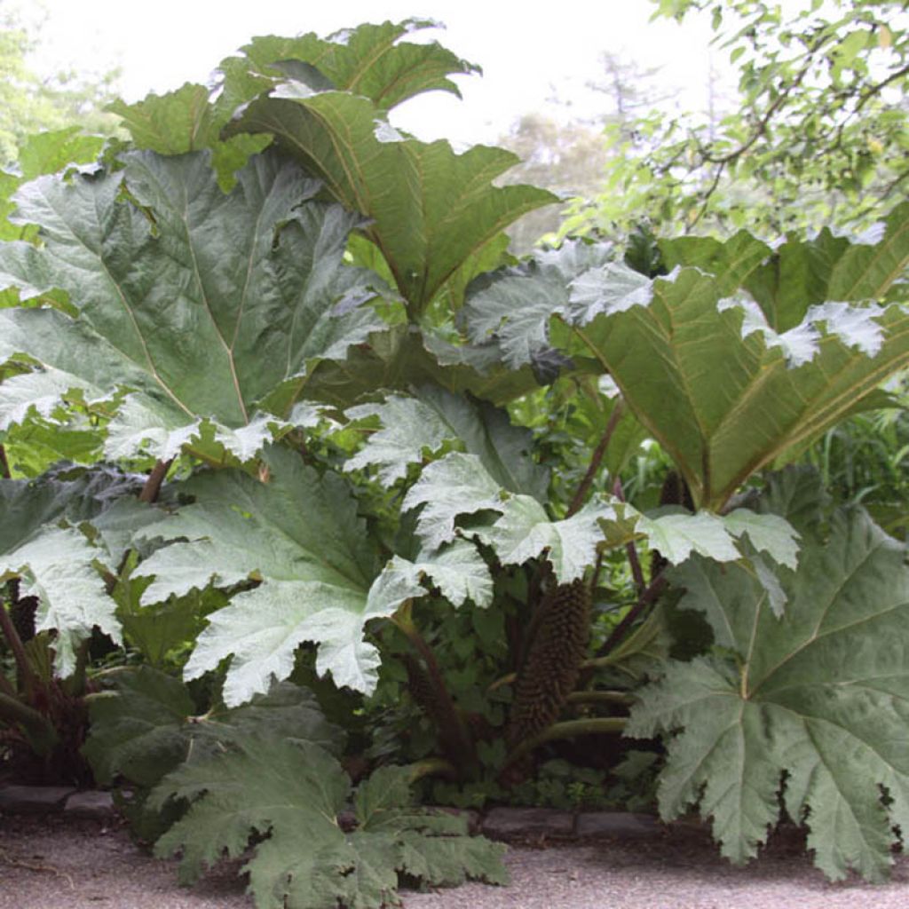 Gunnera tinctoria - Chilean Rhubarb