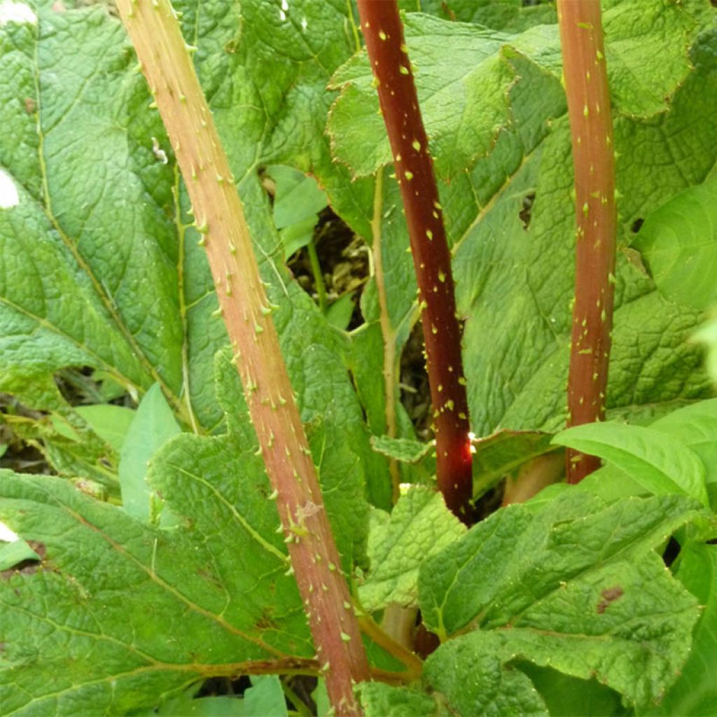 Gunnera tinctoria - Chilean Rhubarb