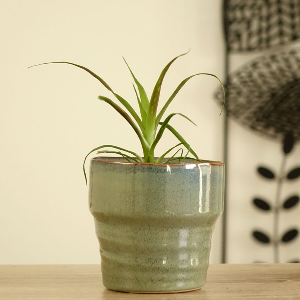 Guzmania  Calypso