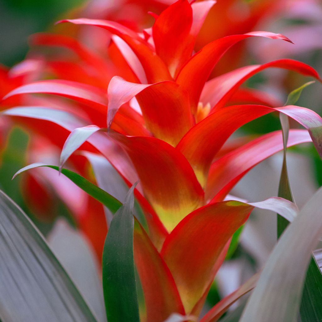 Guzmania  Calypso