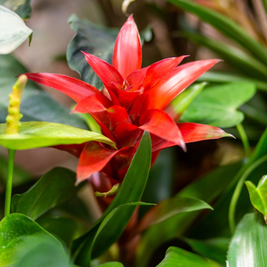 Guzmania  Calypso