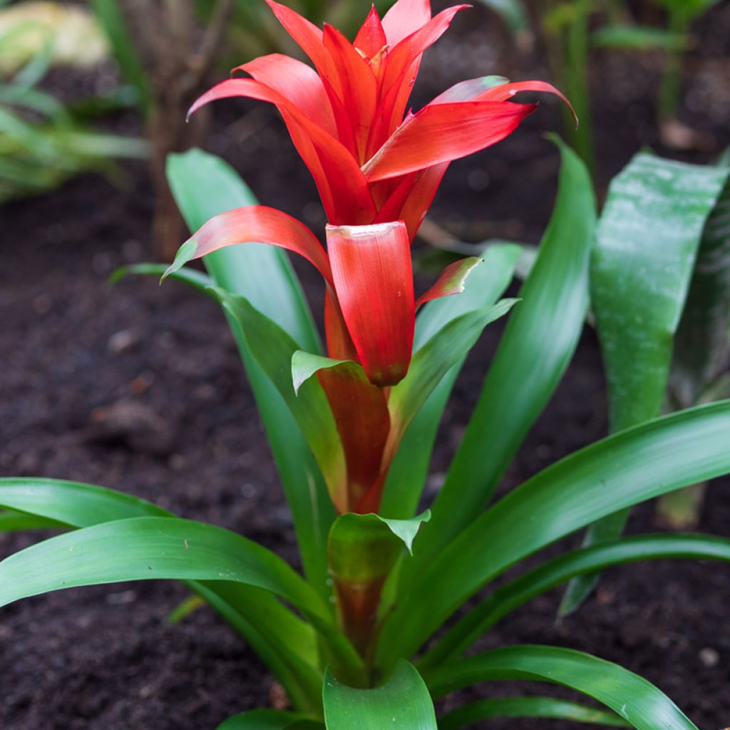 Guzmania  Calypso