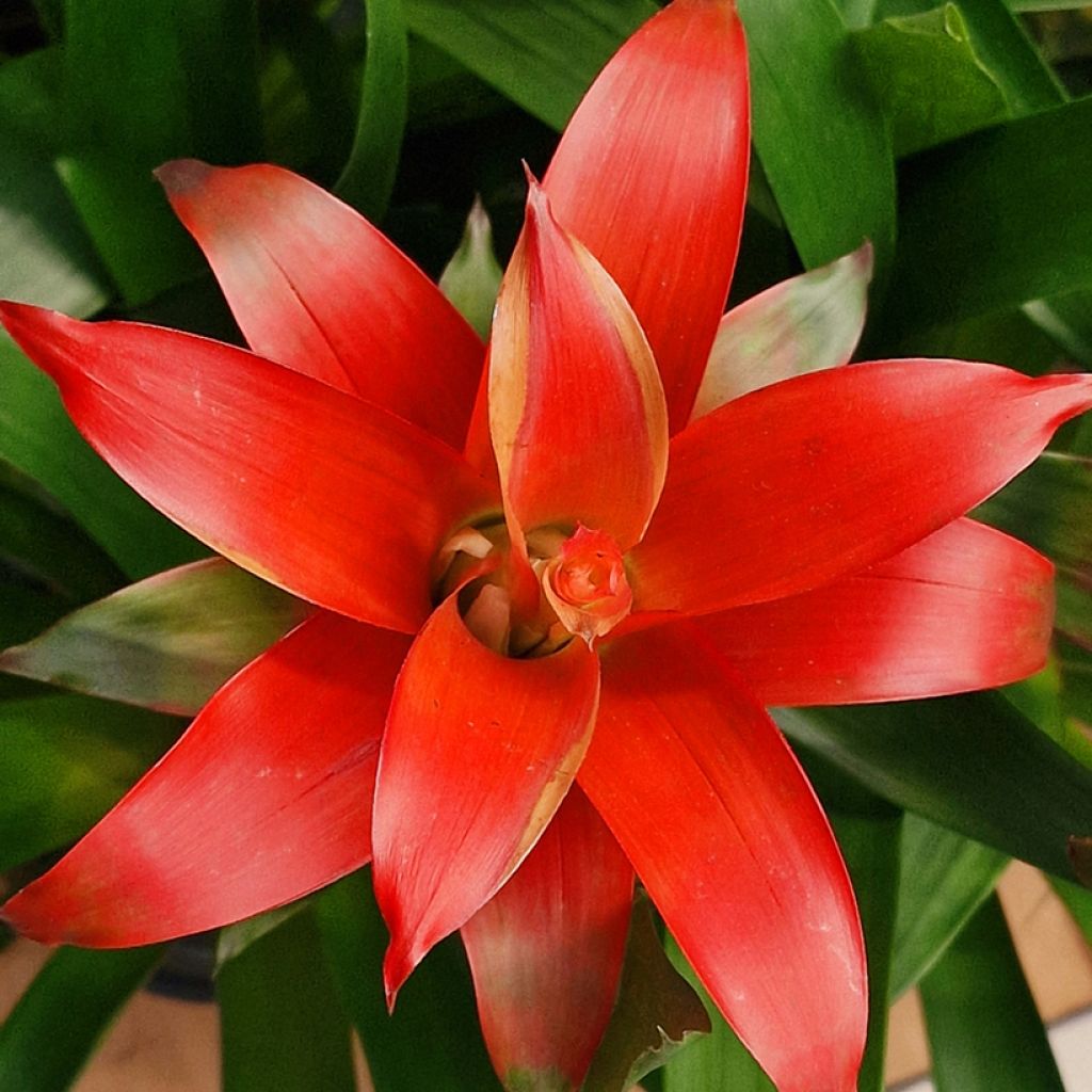 Guzmania  Calypso