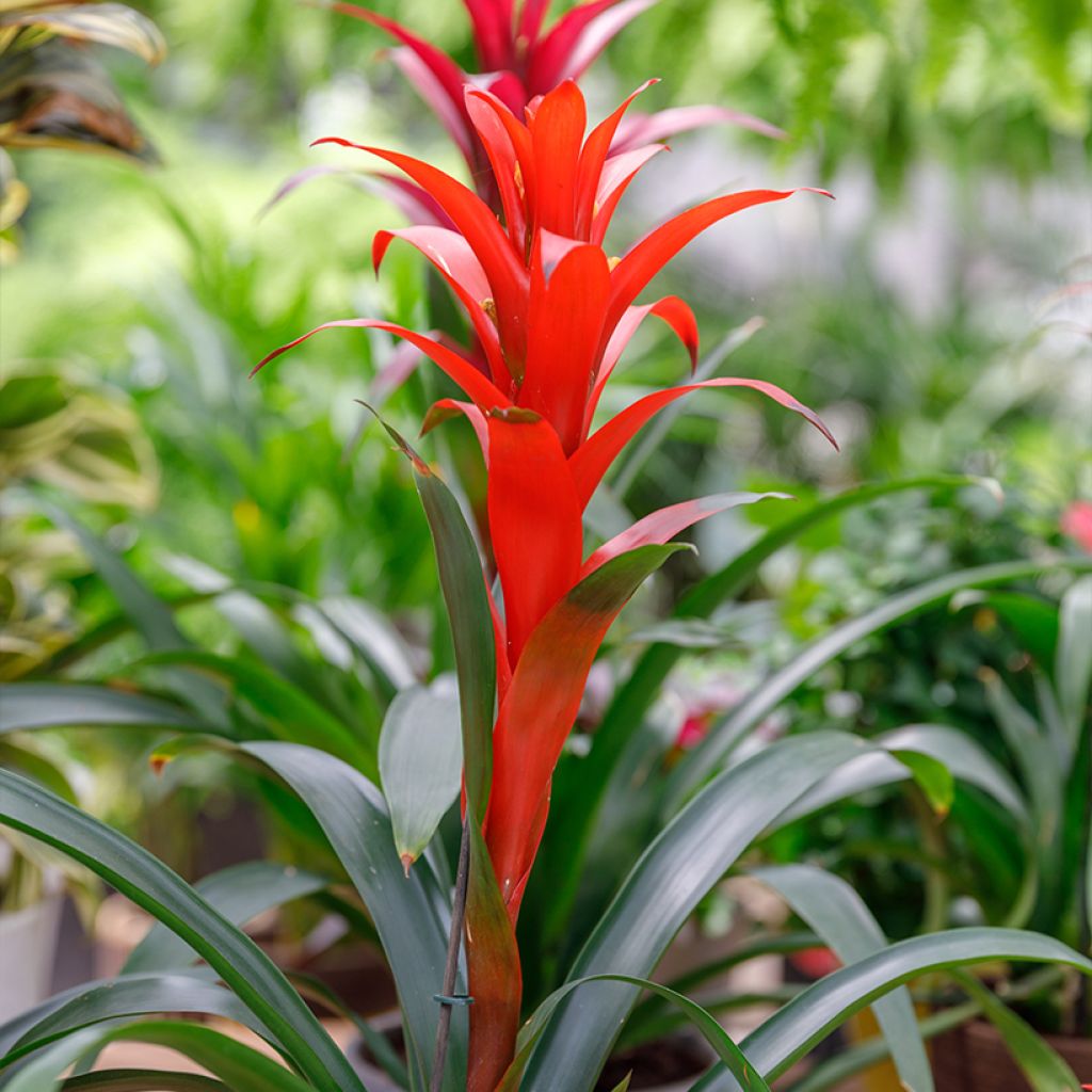 Guzmania  Calypso