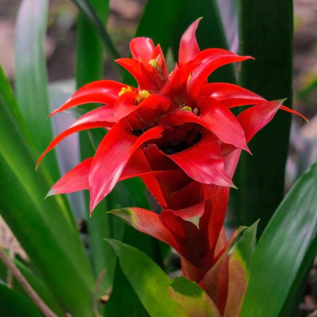 Guzmania  Calypso