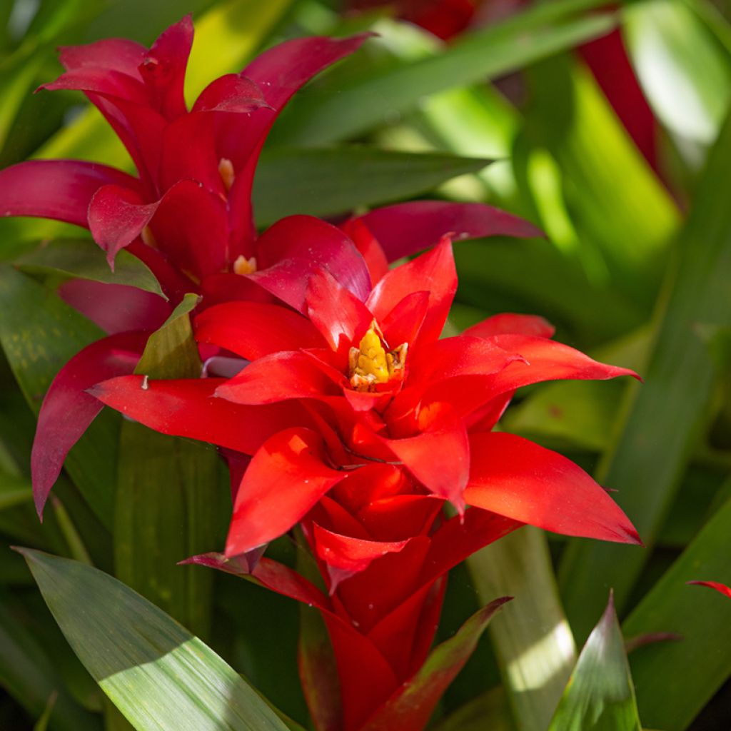 Guzmania  Calypso