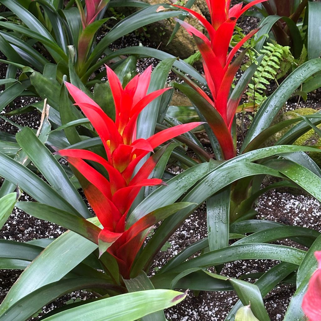 Guzmania  Calypso
