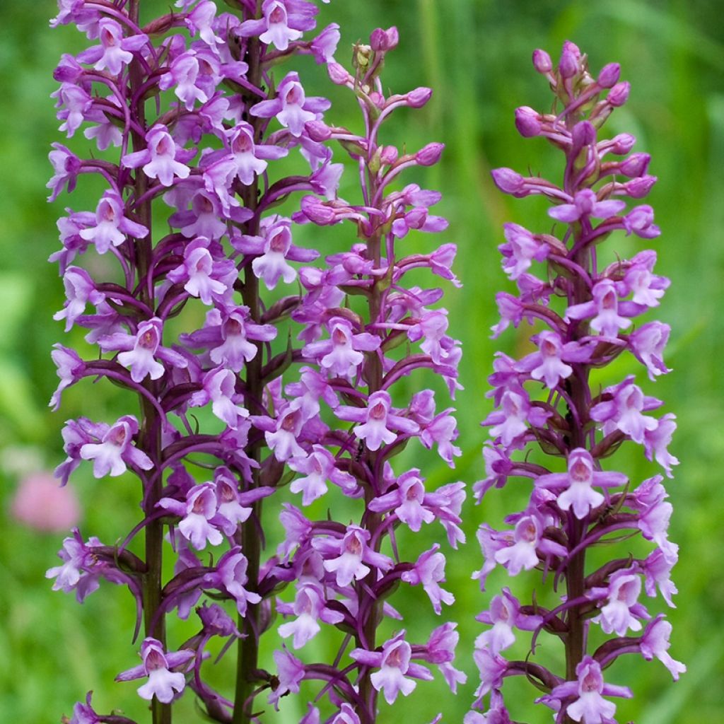 Gymnadenia conopsea
