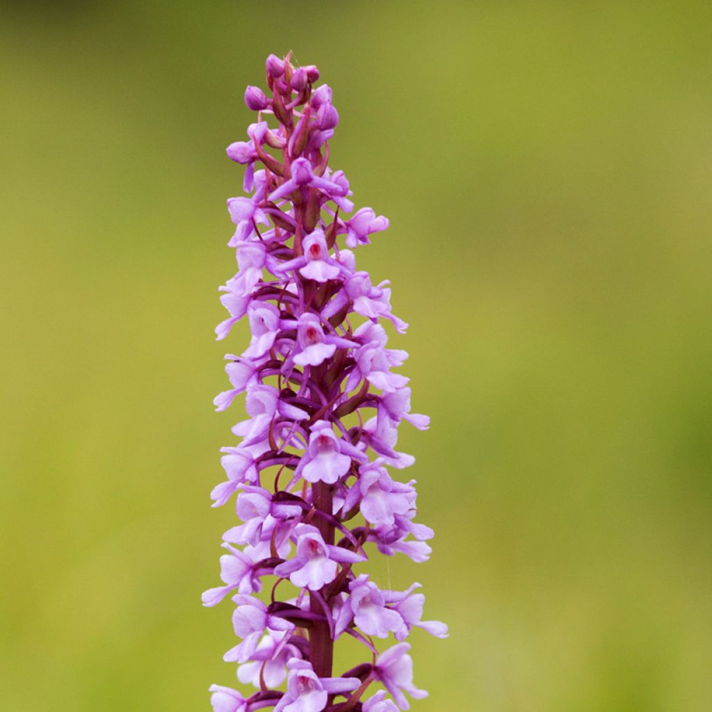 Gymnadenia conopsea