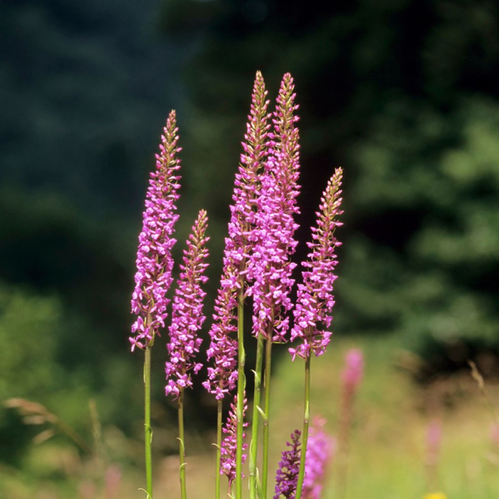 Gymnadenia conopsea