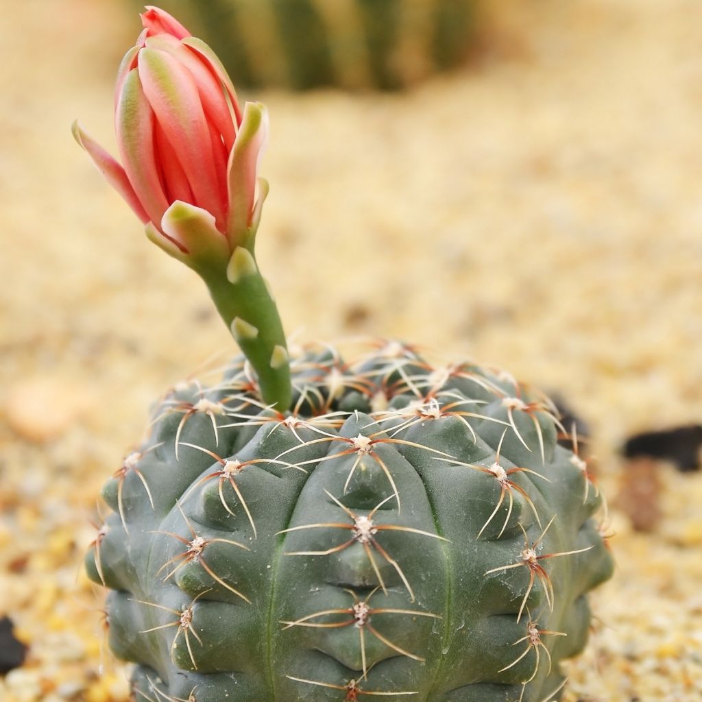 Gymnocalycium baldianum - Dwarf chin cactus