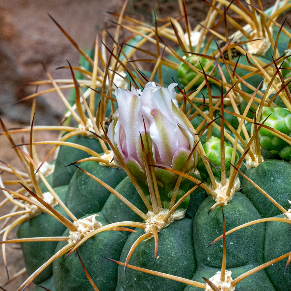 Gymnocalycium baldianum - Dwarf chin cactus