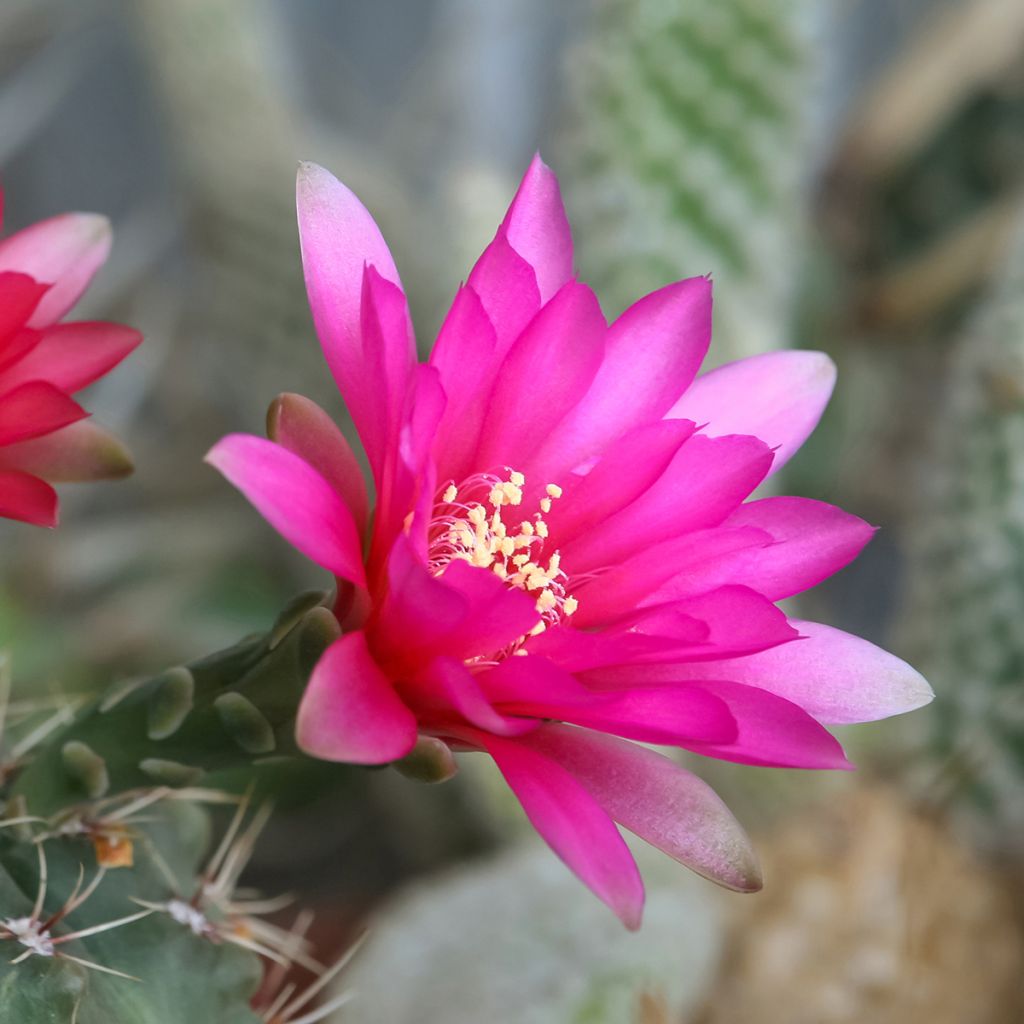 Gymnocalycium baldianum - Dwarf chin cactus
