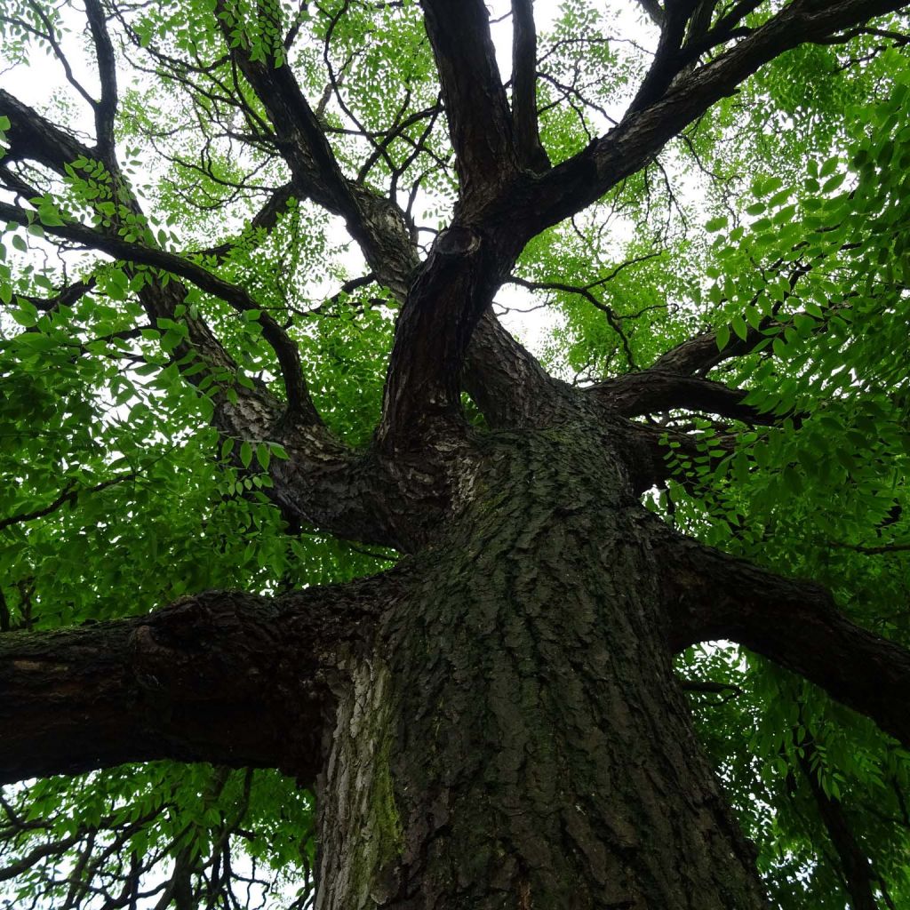 Gymnocladus dioica