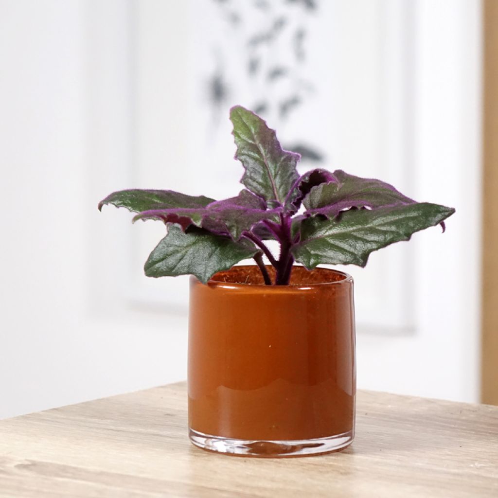 Gynura aurantiaca - Purple velvet plant