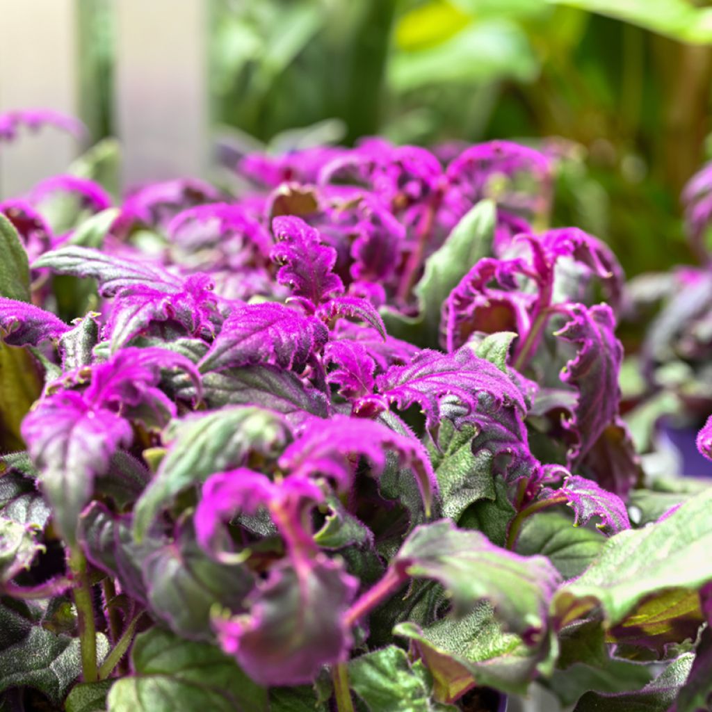 Gynura aurantiaca - Purple velvet plant