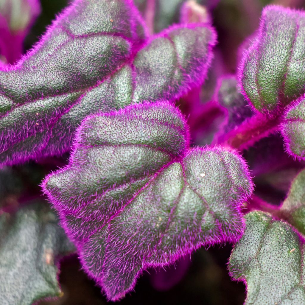 Gynura aurantiaca - Purple velvet plant