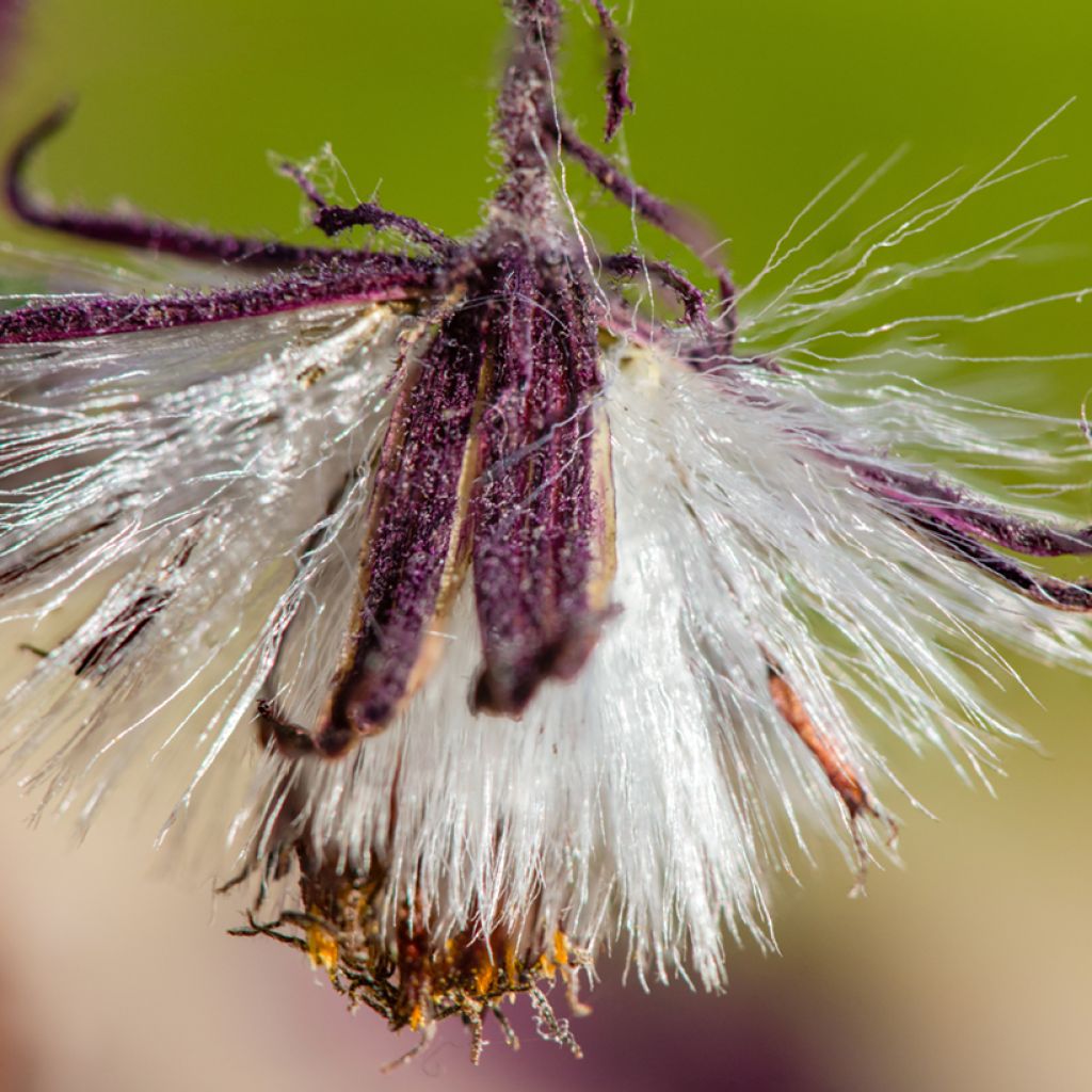 Gynura aurantiaca - Purple velvet plant