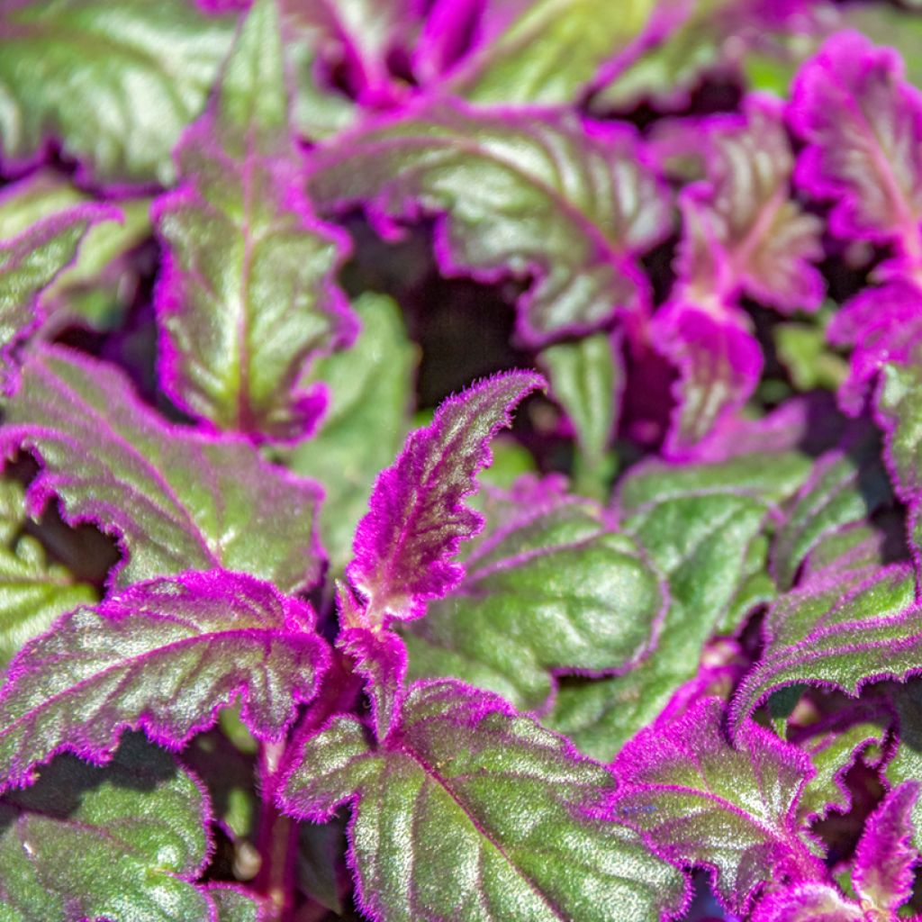 Gynura aurantiaca - Purple velvet plant