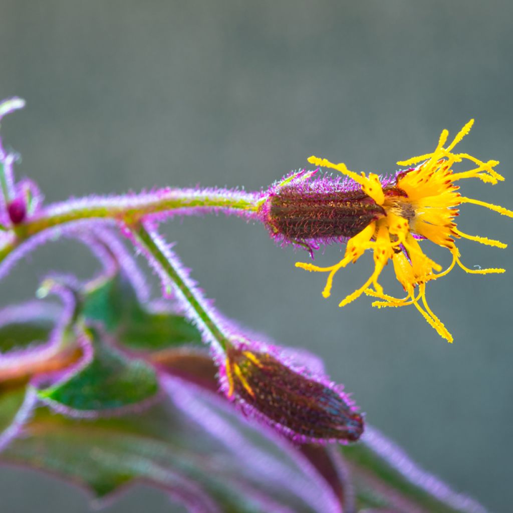 Gynura aurantiaca - Purple velvet plant