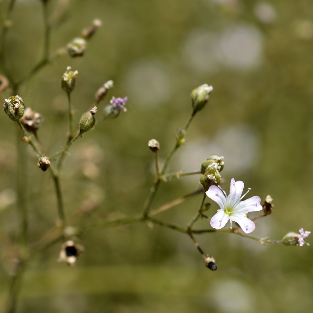 Gypsophila pacifica