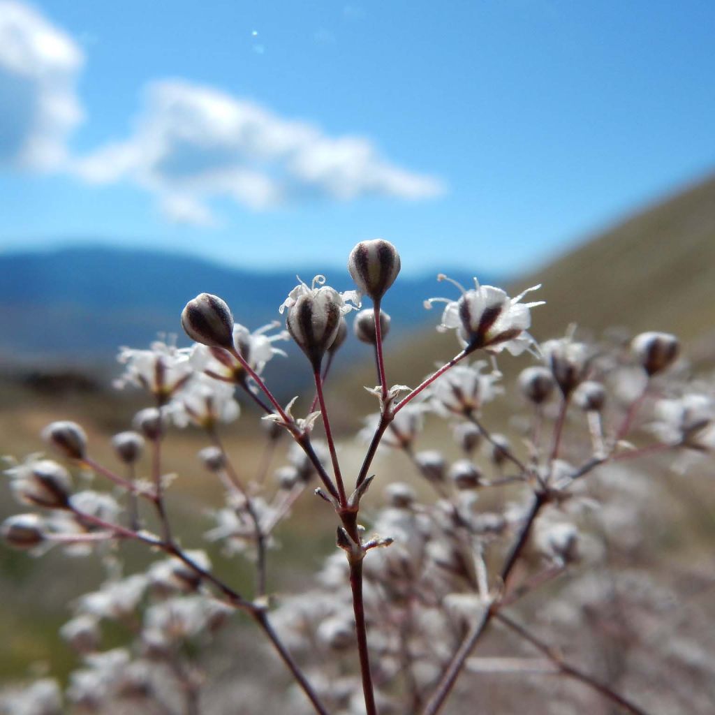 Gypsophila paniculata Schneeflocke