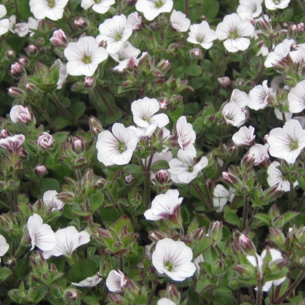 Gypsophila cerastioides