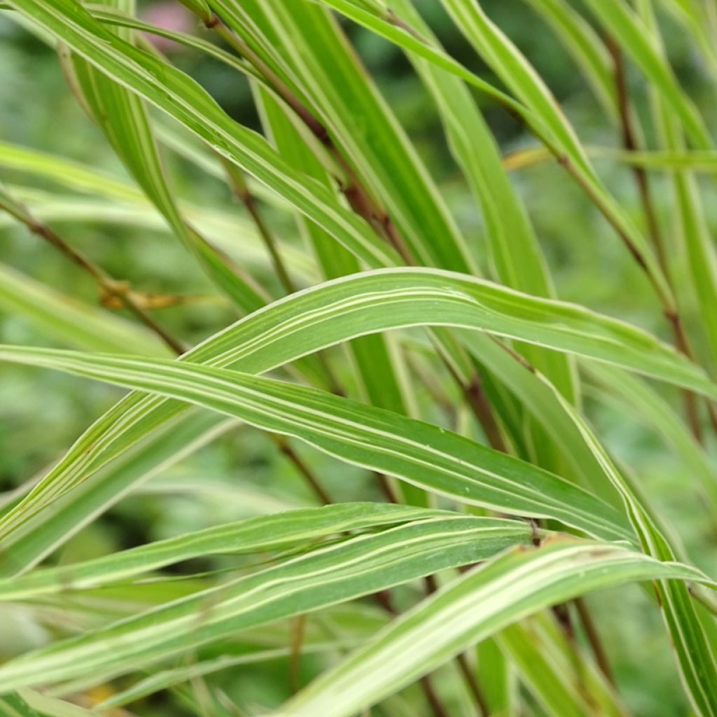 Hakonechloa macra Albostriata - Japanese Forest Grass