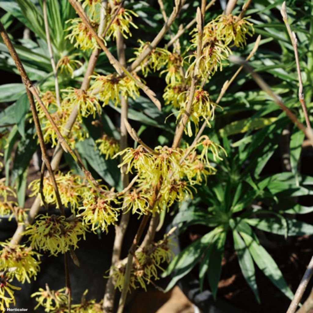 Hamamelis intermedia Arnold Promise - Witch Hazel