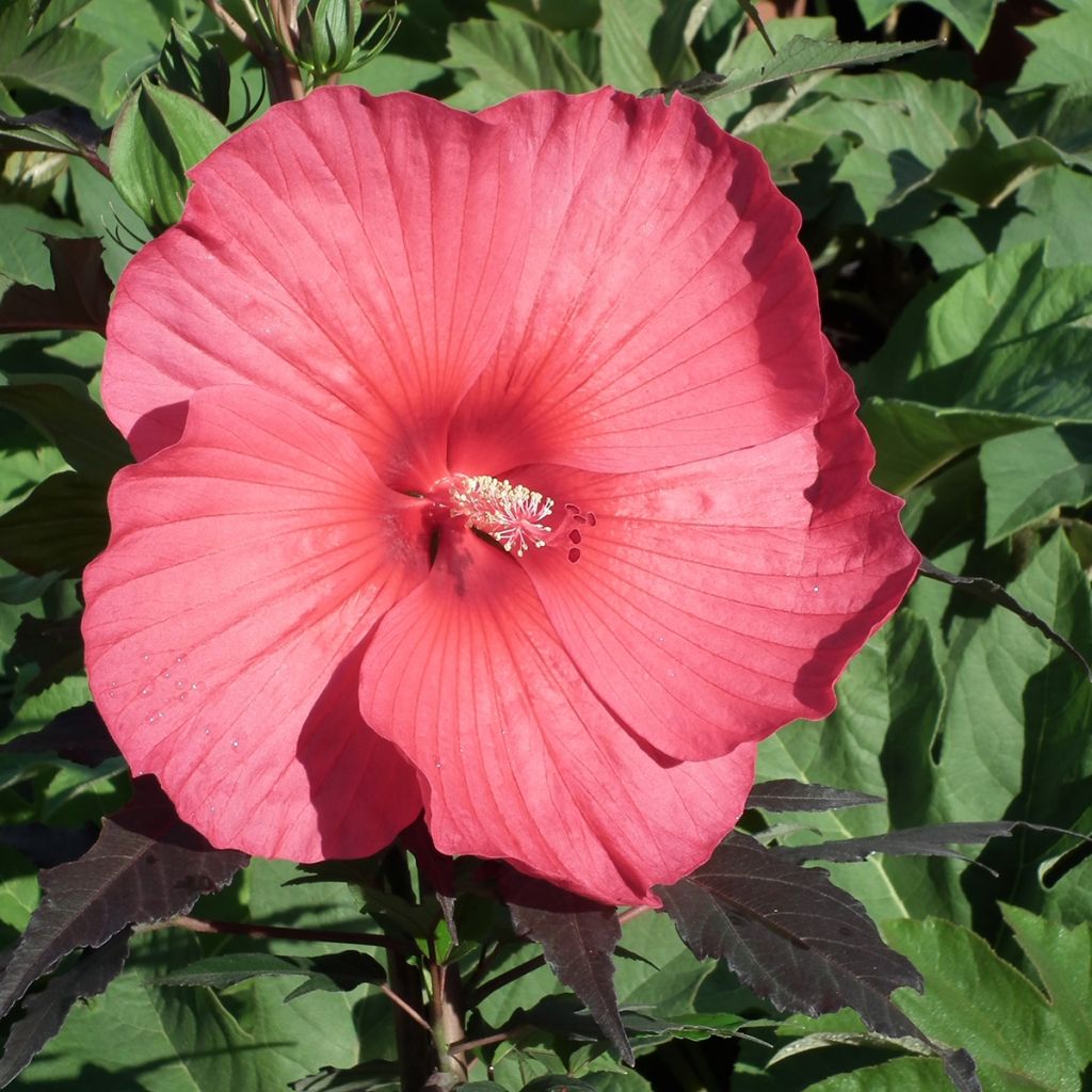Hibiscus moscheutos Pink Passion - Swamp Rose Mallow