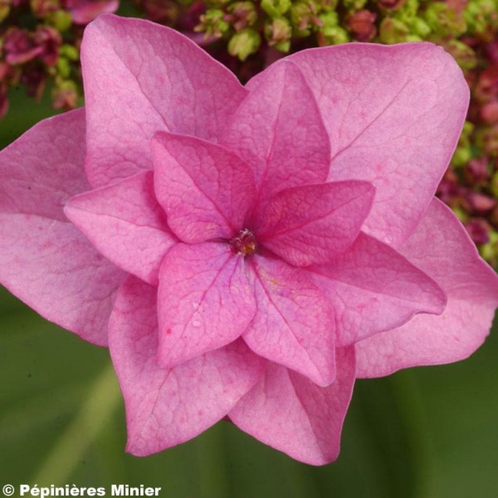 Hydrangea macrophylla Étoile Violette