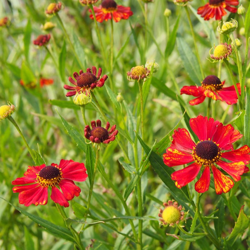 Helenium Rubinzwerg
