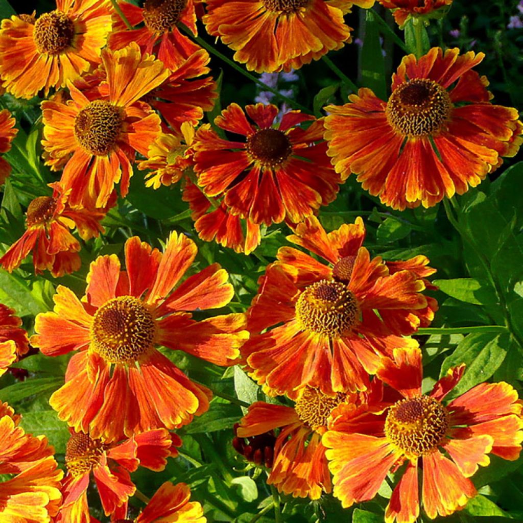 Helenium Waltraut