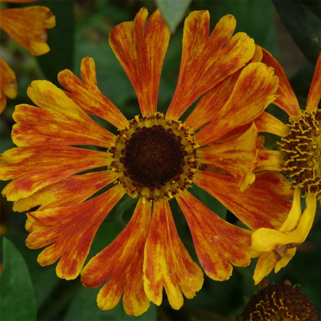 Helenium Waltraut