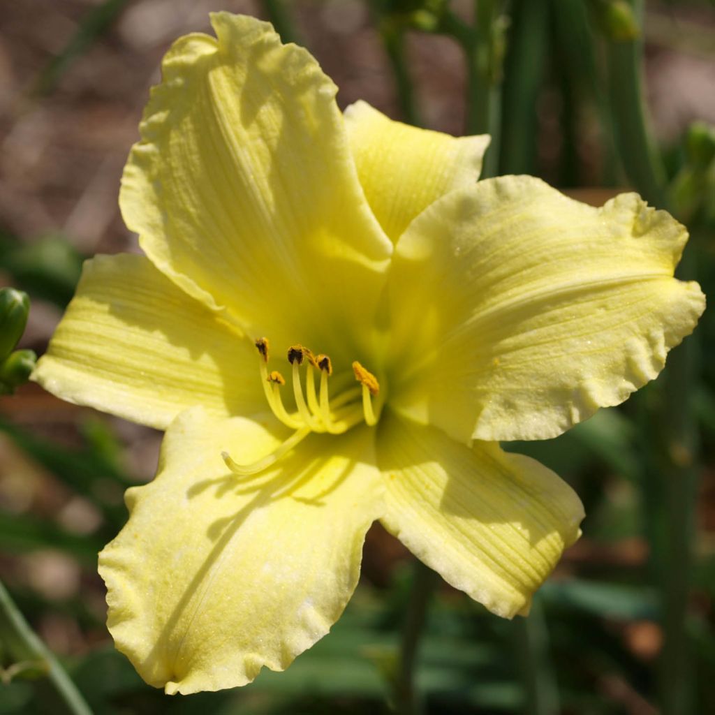 Hemerocallis Alice in Wonderland - Daylily