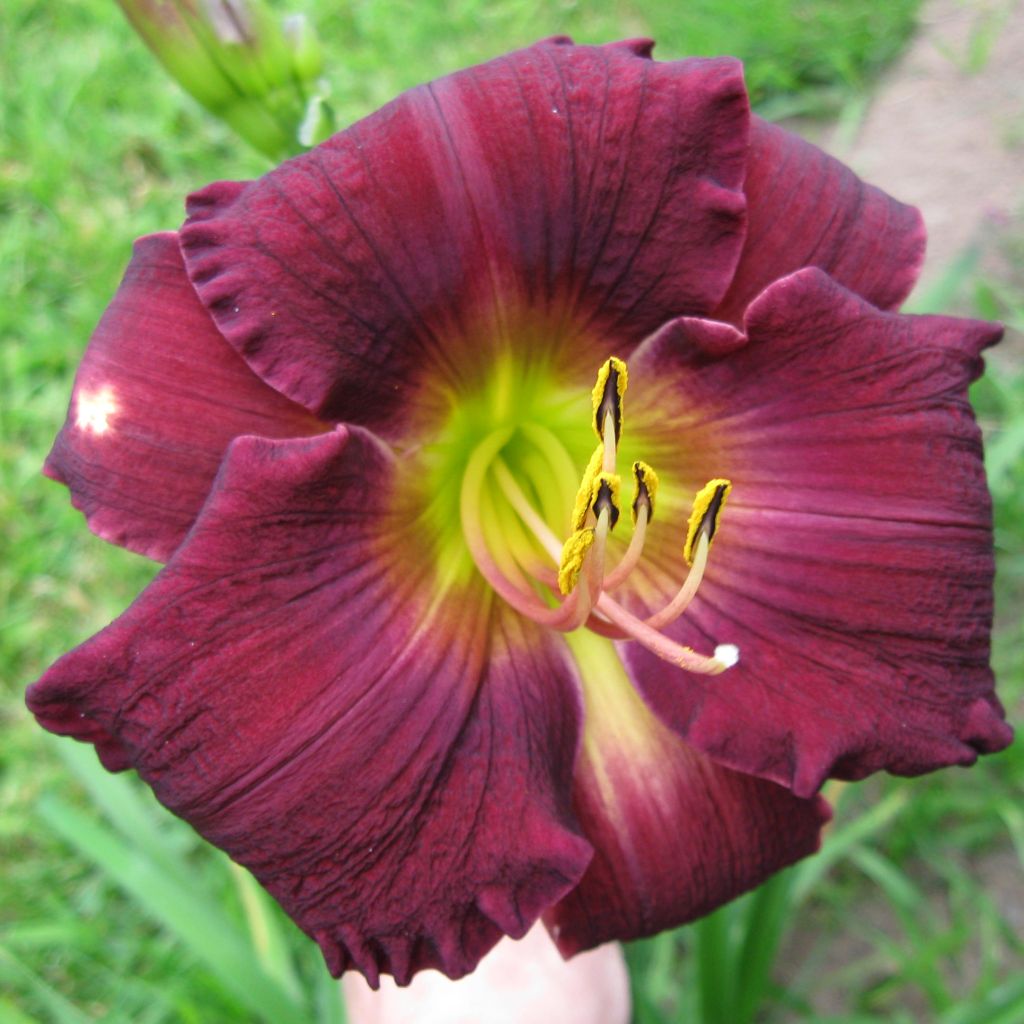 Hemerocallis Bela Lugosi - Daylily