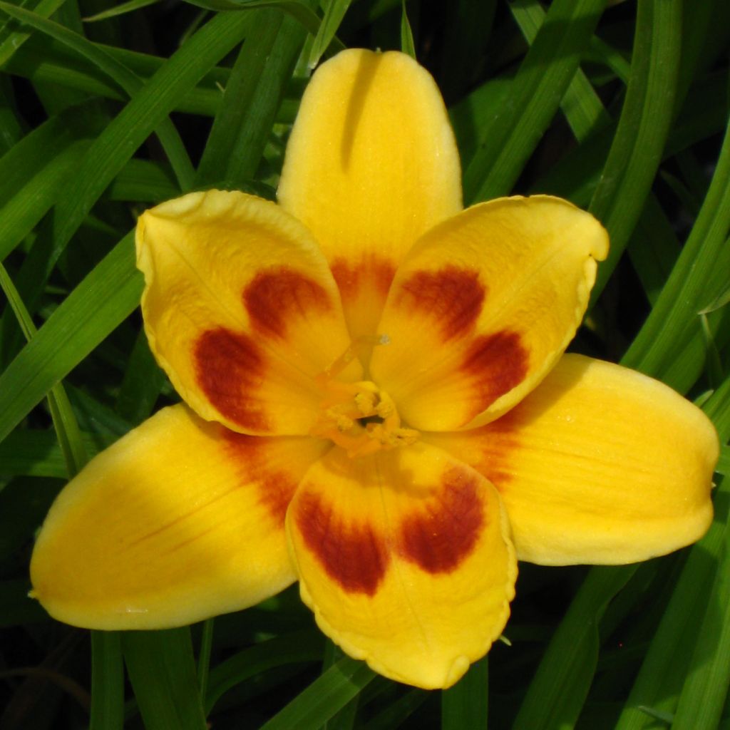 Hemerocallis Black Eyed Susan - Daylily