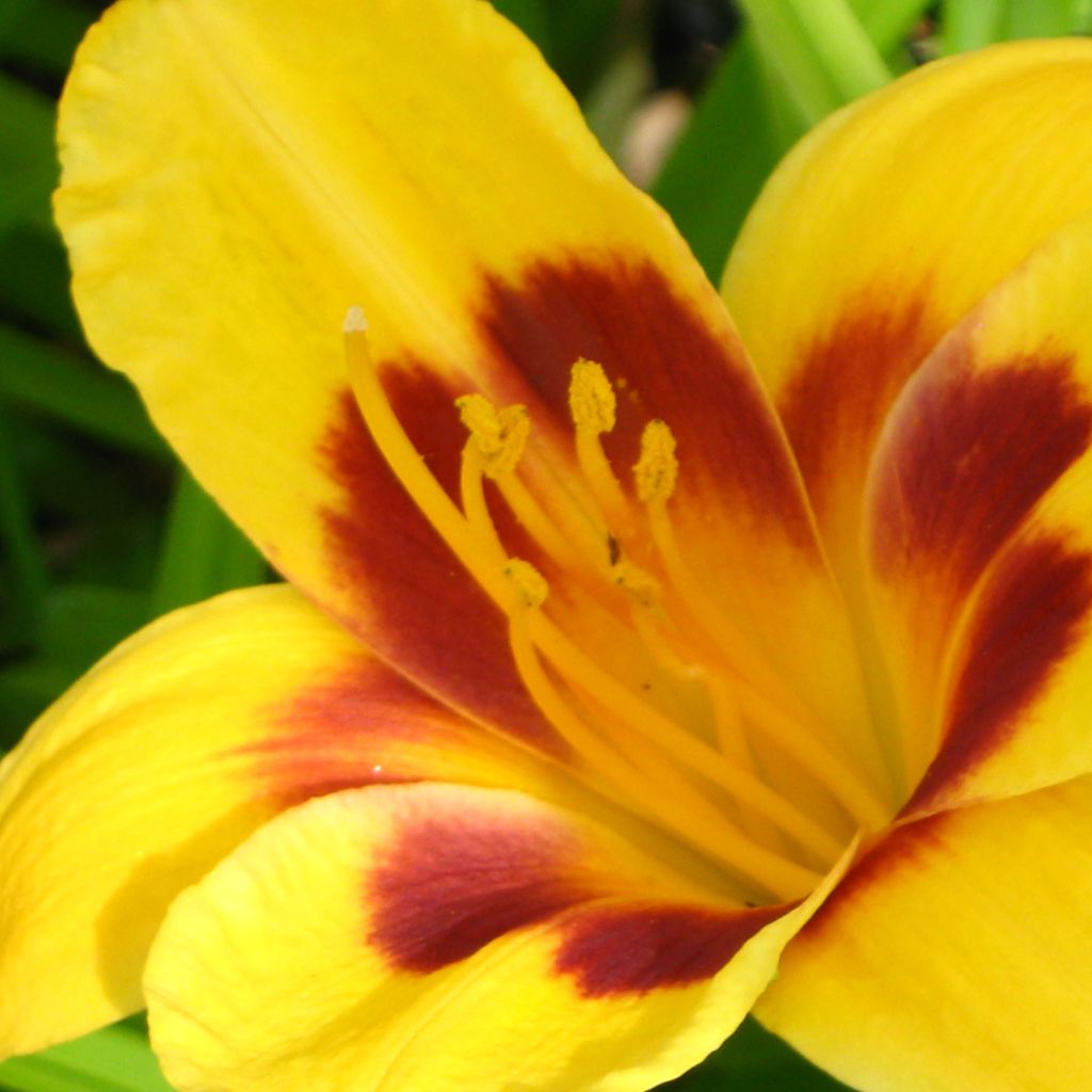 Hemerocallis Black Eyed Susan - Daylily