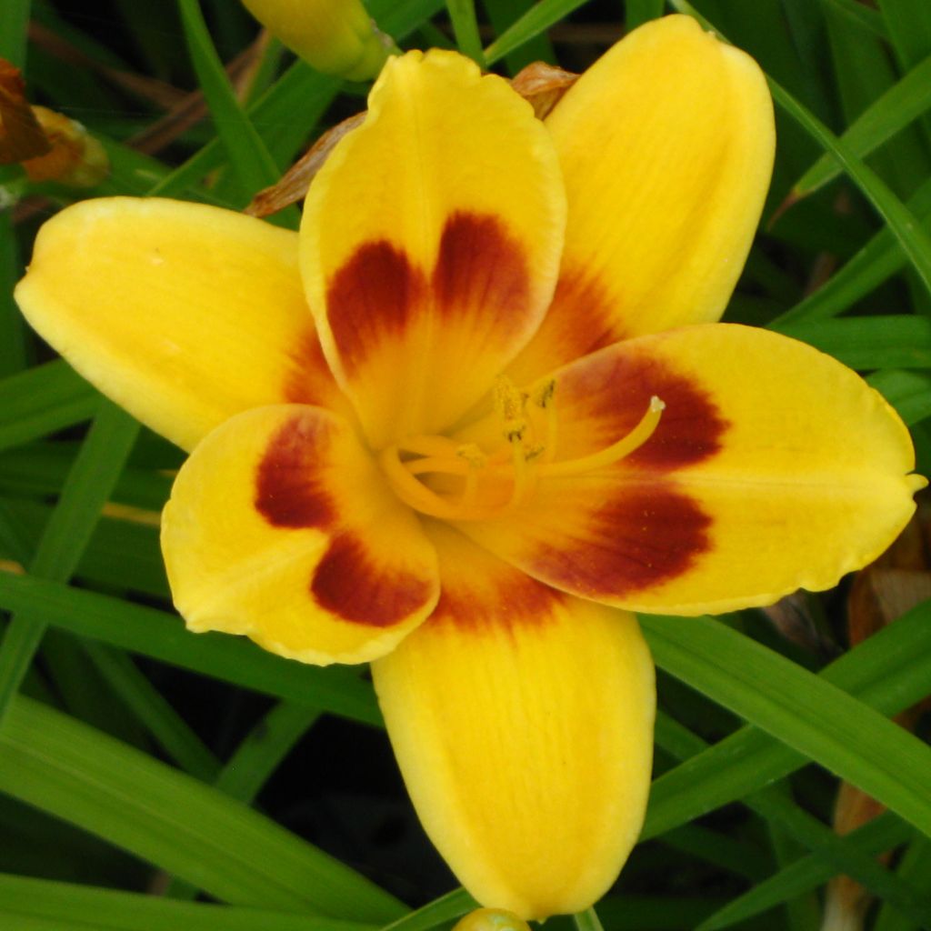 Hemerocallis Black Eyed Susan - Daylily
