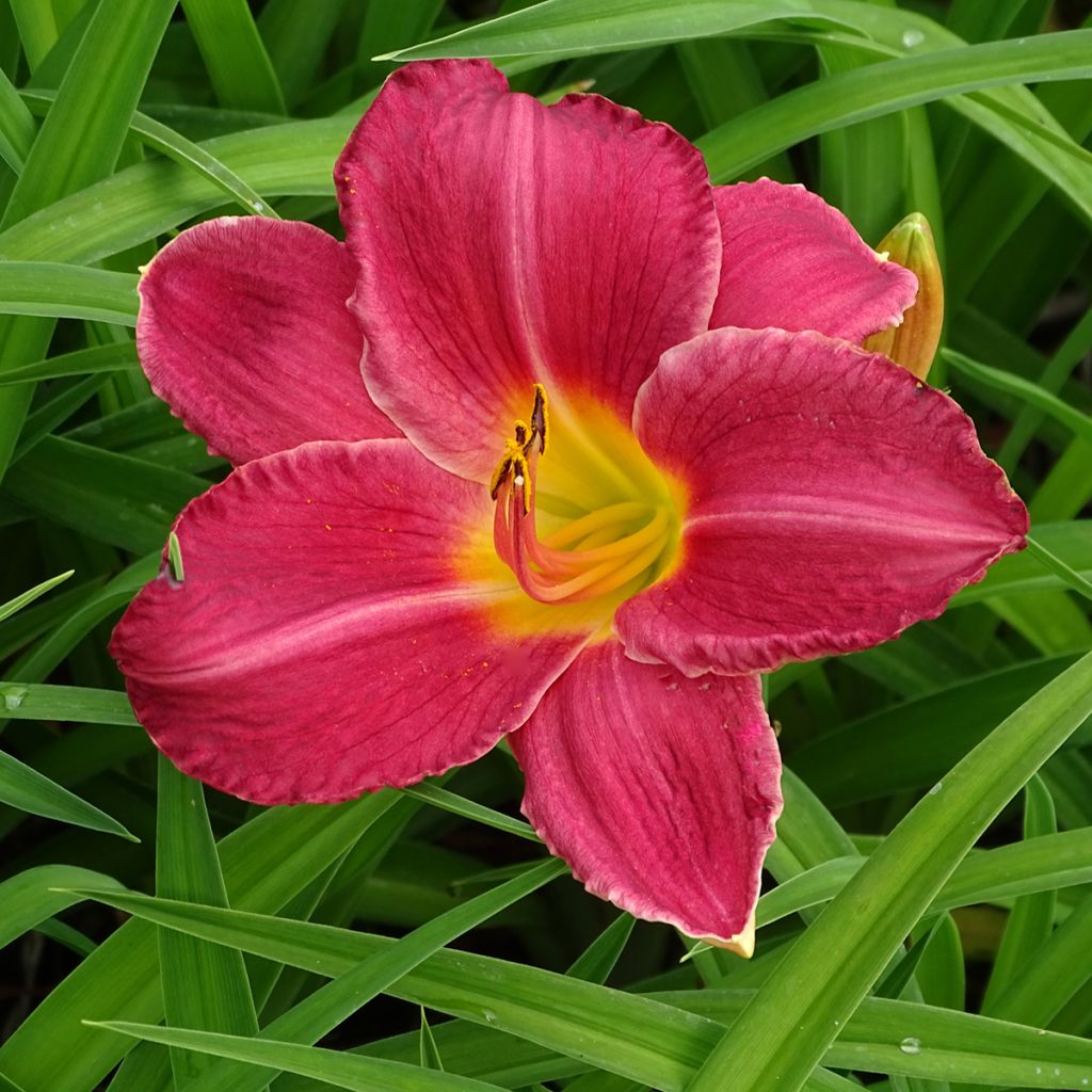 Hemerocallis Charles Johnson - Daylily