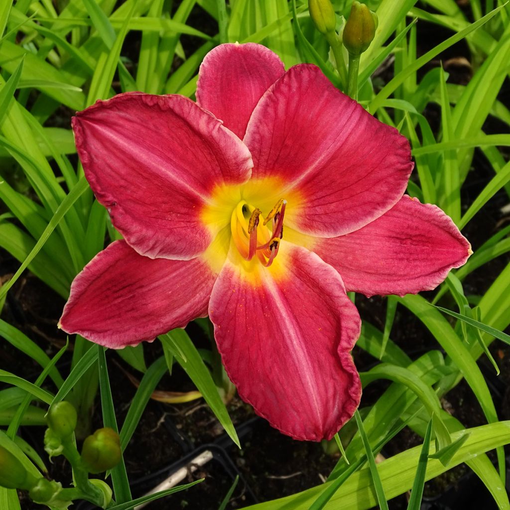 Hemerocallis Charles Johnson - Daylily