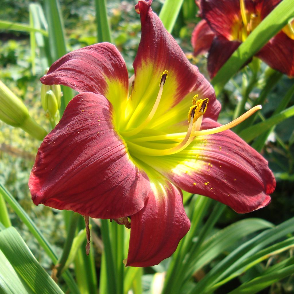 Hemerocallis Christmas Is - Daylily