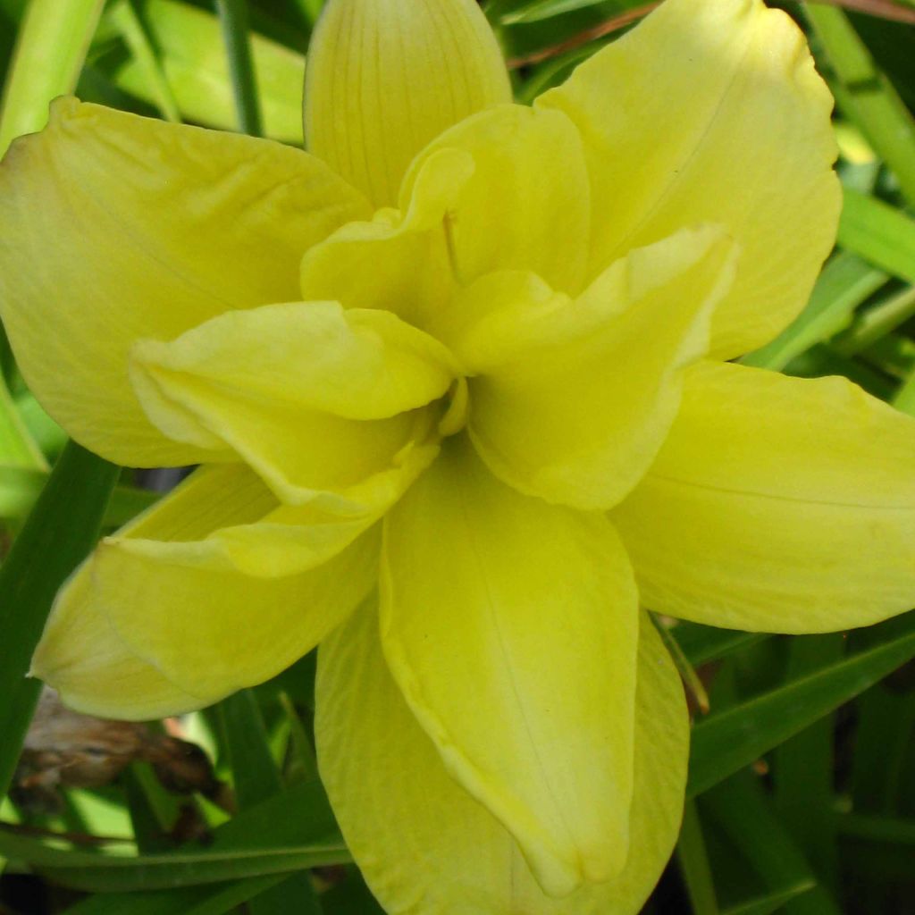 Hemerocallis Double River Wye - Daylily