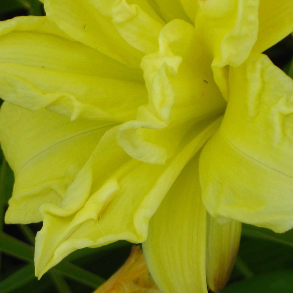 Hemerocallis Double River Wye - Daylily