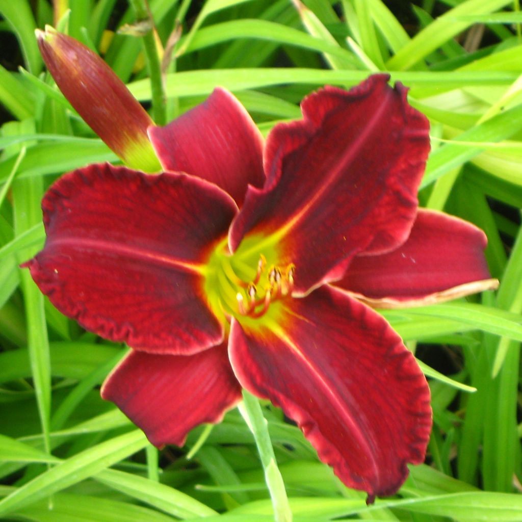 Hemerocallis Gipsy Turtle - Daylily